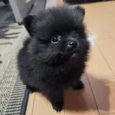 ポメラニアン