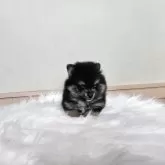 ポメラニアン