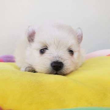 ポメラニアン【滋賀県・男の子・2024年6月12日・クリーム】の写真「可愛いとカッコいいの二刀流モコモコ君です!」