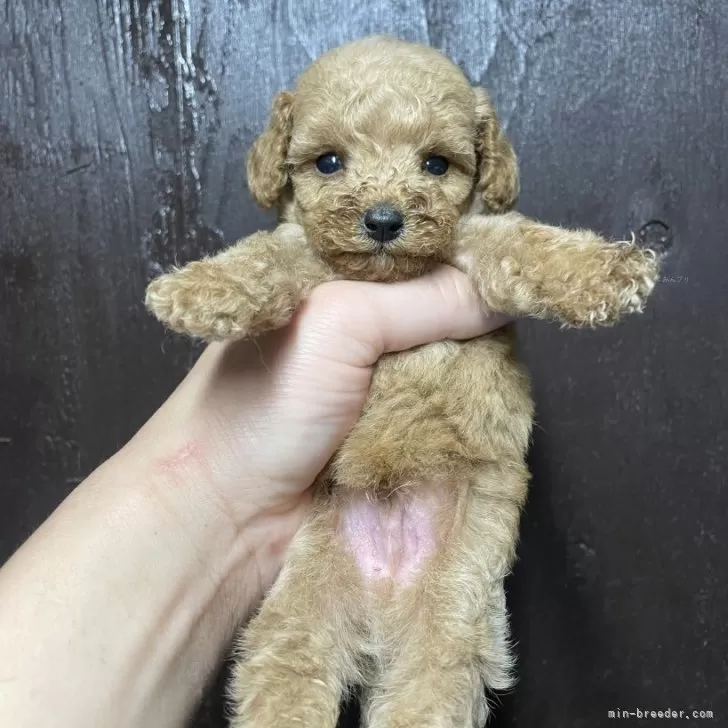 ID：2508-07277の子犬