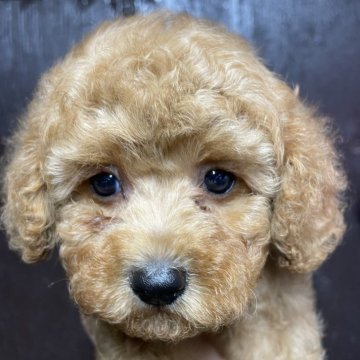 トイプードル(タイニー)【兵庫県・男の子・2025年7月21日・レッド】の写真「お母さん極小　お父さん性格いい　」