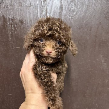 トイプードル(トイ)【兵庫県・男の子・2025年7月31日・ブラウン】の写真「希少なブラウン色の男の子になります
愛嬌抜群」