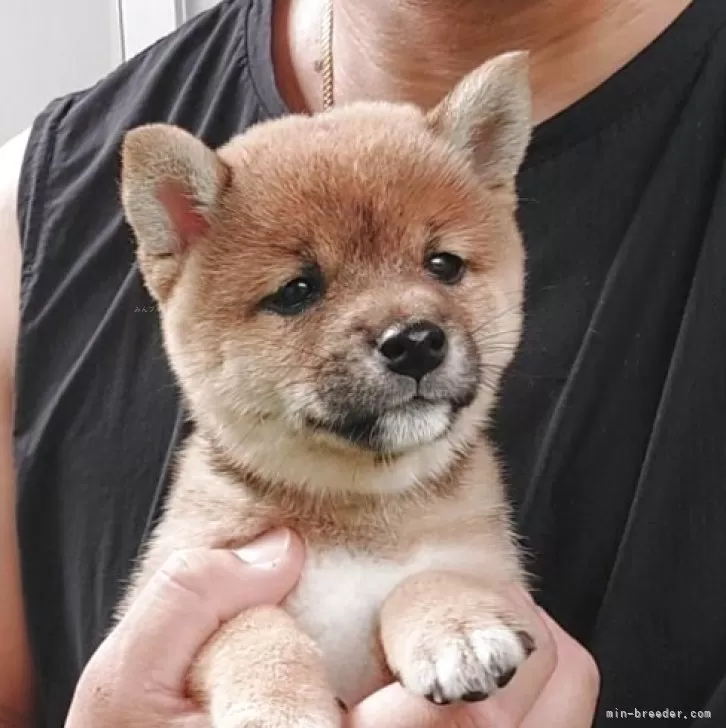 ID：2507-08816の子犬