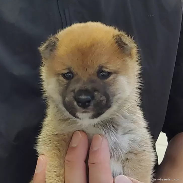 ID：2411-02388の子犬