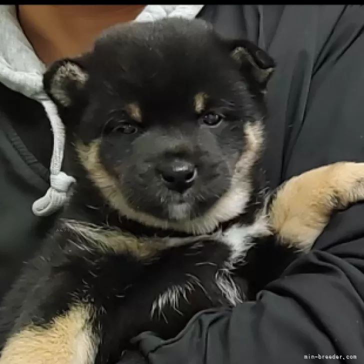 ID：2501-02952の子犬