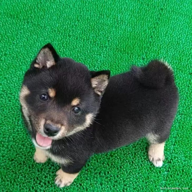 ID：2504-04482の子犬