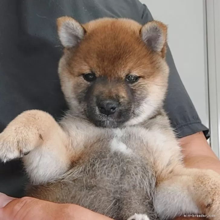 K.H 様のお迎えした子犬