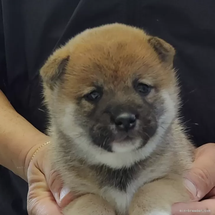 K.H 様のお迎えした子犬