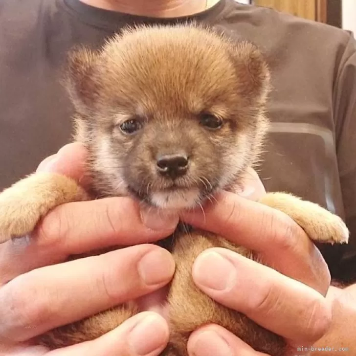 ID:2510-00062の子犬