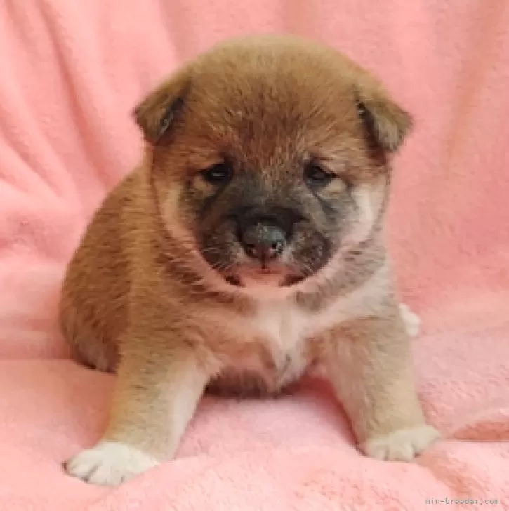 ID:2411-02325の子犬