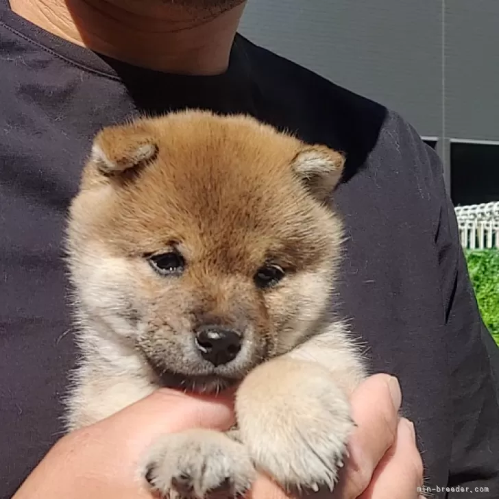 ID：2504-07998の子犬
