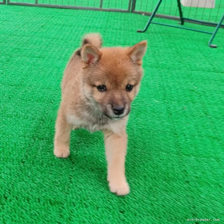 ID：2502-02000の子犬