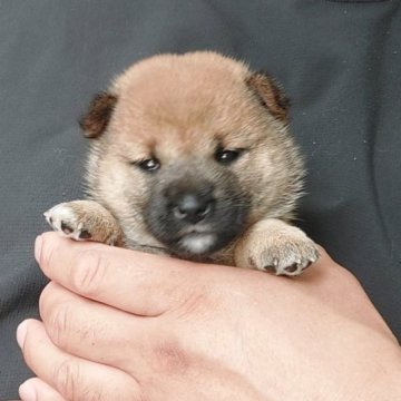 柴犬(豆柴)【千葉県・女の子・2025年7月18日・赤】の写真「小さく元気な女の子」