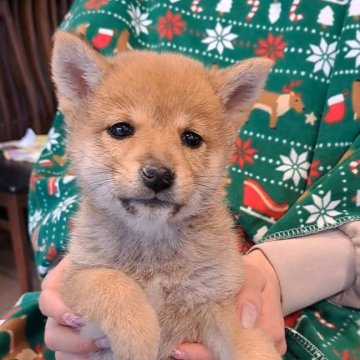 柴犬(豆柴)【千葉県・男の子・2025年10月3日・赤】の写真「モフモフな男の子」