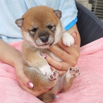 柴犬(豆柴)【千葉県・女の子・2025年9月1日・赤】の写真「おっとりした女の子」