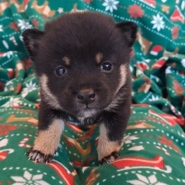 柴犬(豆柴)【千葉県・女の子・2025年10月3日・黒】の写真「小さく活発で可愛い女の子」