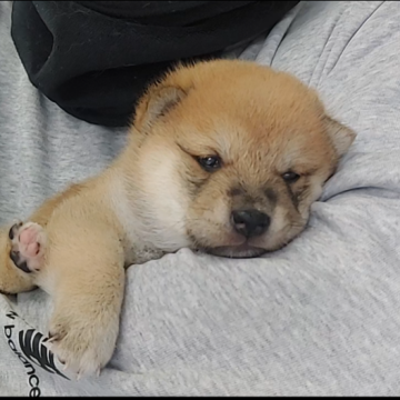 柴犬(豆柴)【千葉県・男の子・2025年1月19日・赤】の写真「ぱっちりお目目の男の子」
