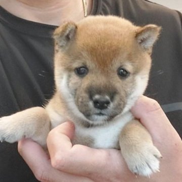 柴犬(豆柴)【千葉県・男の子・2025年9月1日・赤】の写真「優しすぎるお顔が魅力の男の子」