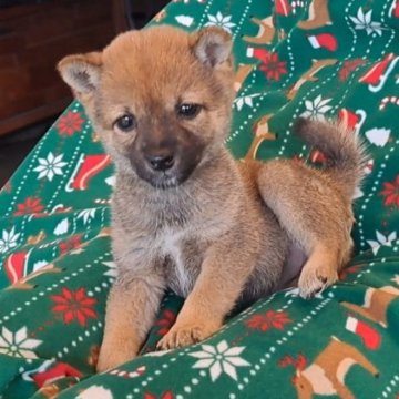 柴犬(豆柴)【千葉県・女の子・2025年9月12日・赤】の写真「とても小さくおとなしい女の子」