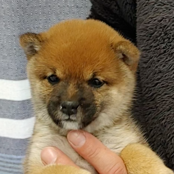 柴犬(豆柴)【千葉県・女の子・2025年3月1日・赤】の写真「狸顔の女の子」