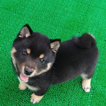 柴犬(豆柴)【千葉県・男の子・2025年3月10日・黒】の写真「小さなお耳で可愛い男の子」