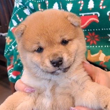 柴犬(豆柴)【千葉県・男の子・2025年10月25日・赤】の写真「まん丸モフモフ兄弟の弟」