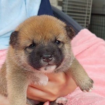柴犬(豆柴)【千葉県・女の子・2025年8月31日・赤】の写真「泥簿顔のおっとり女子」