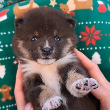柴犬(豆柴)【千葉県・男の子・2025年11月5日・黒】の写真「優しいお顔の男の子」