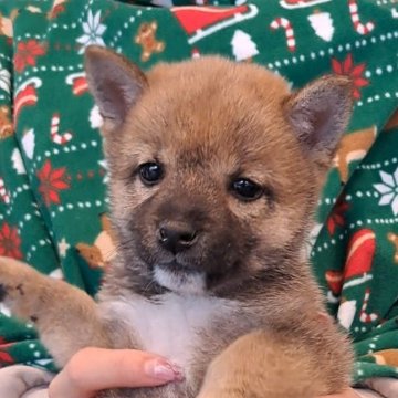 柴犬(豆柴)【千葉県・女の子・2025年10月3日・赤】の写真「とても小さくおとなしい女の子」