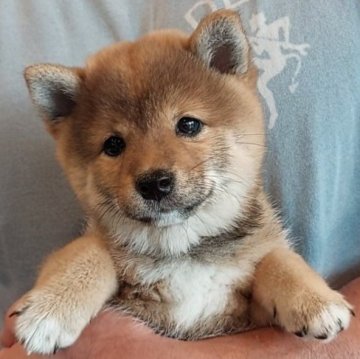 柴犬(豆柴)【千葉県・女の子・2025年7月7日・赤 ごま】の写真「つぶらな瞳で渋いカラーの女の子」