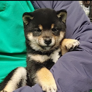 柴犬(豆柴)【千葉県・女の子・2025年1月20日・黒】の写真「綺麗な柄の可愛い女の子」