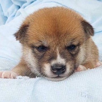 柴犬(豆柴)【千葉県・男の子・2025年8月31日・赤】の写真「優しいお顔の男の子」