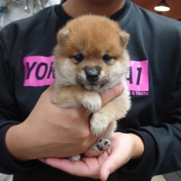 豆柴【千葉県・男の子・2025年10月1日・赤】の写真「大きな目をした可愛い男の子」