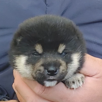 柴犬(豆柴)【千葉県・男の子・2025年1月20日・黒】の写真「麿眉くっきりイケメン」