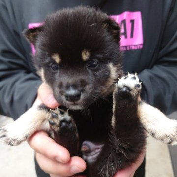 豆柴【千葉県・男の子・2025年10月1日・黒】の写真「バランスのよい柄の男の子」