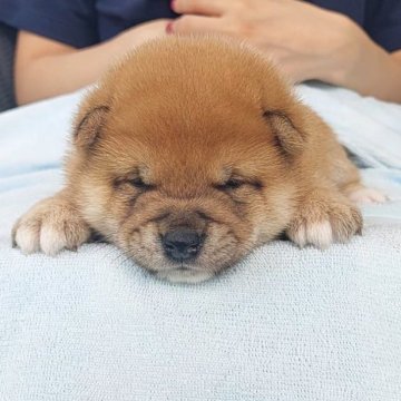 柴犬(豆柴)【千葉県・男の子・2025年8月30日・赤】の写真「まん丸　ぽっちゃり男子」