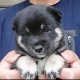 柴犬(豆柴)