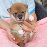 柴犬(豆柴)