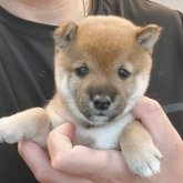 柴犬(豆柴)