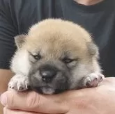 豆柴