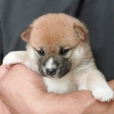 柴犬(豆柴)