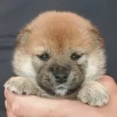 豆柴