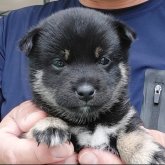 柴犬(豆柴)
