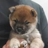 豆柴