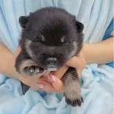 豆柴