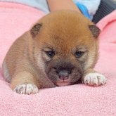 柴犬(豆柴)
