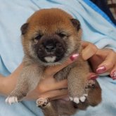 柴犬(豆柴)