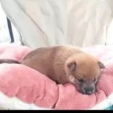 豆柴【千葉県・女の子・2025年6月23日・赤】の写真4