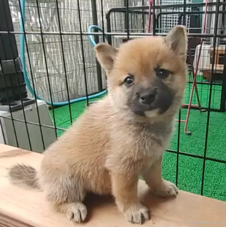 ID：2409-07901の子犬