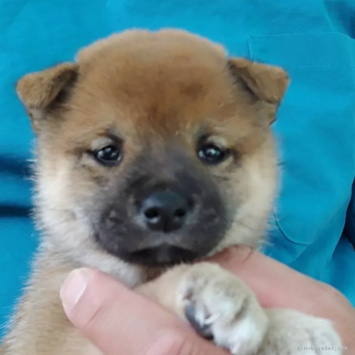 ID：2406-01262の子犬
